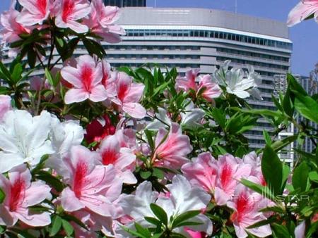 Azaleas at the Osaka Castle Park