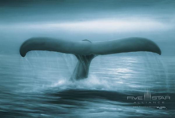 Ritz Carlton Laguna Niguel Tails of Great Whales