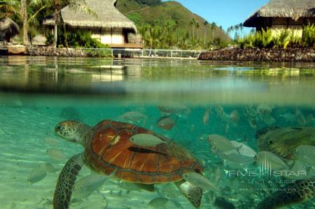 InterContinental Resortand Spa Moorea