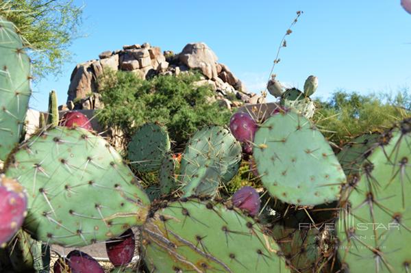 The Boulders holds a Prickly Pear celebration each October. Menu items feature the native cactis tart juice.
