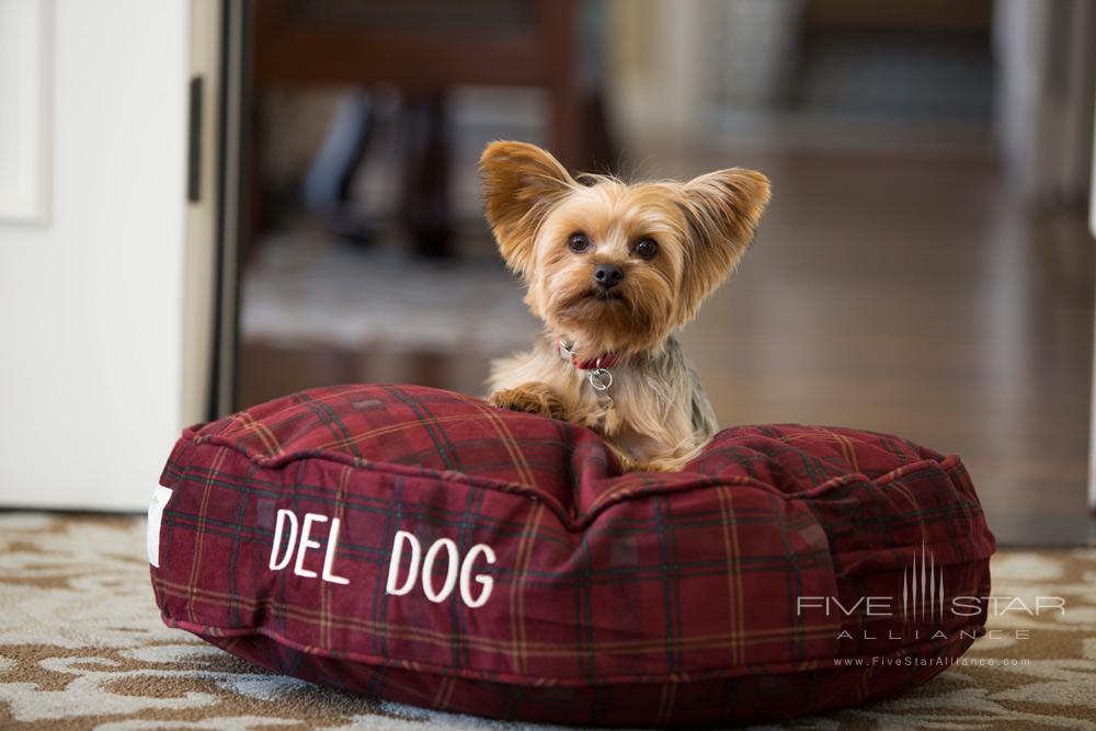 Hotel Del Coronado dog photo