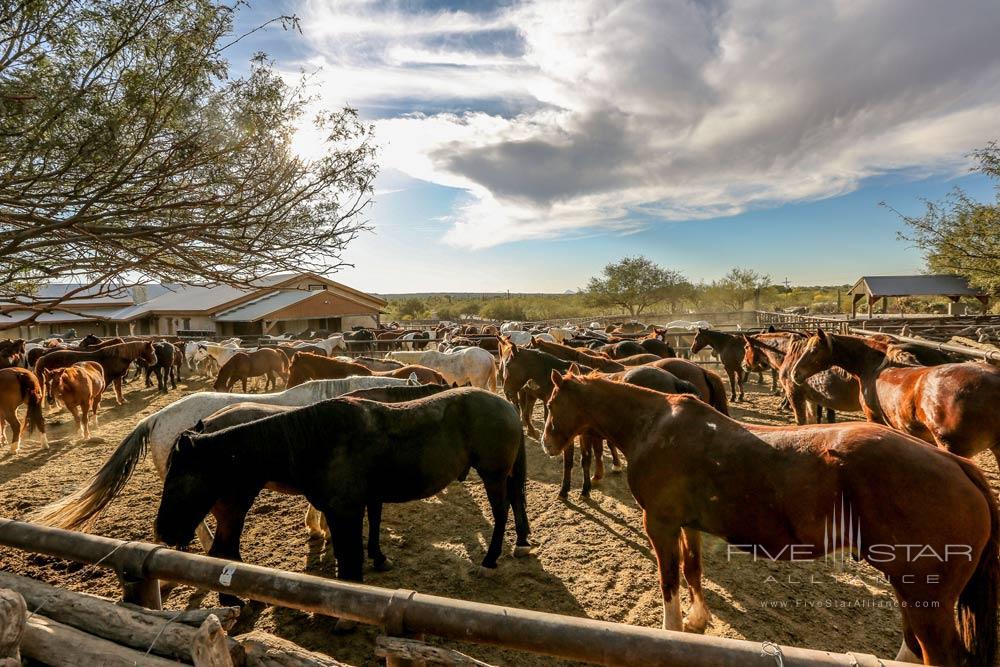 Experience Tanque Verde Ranch, AZ