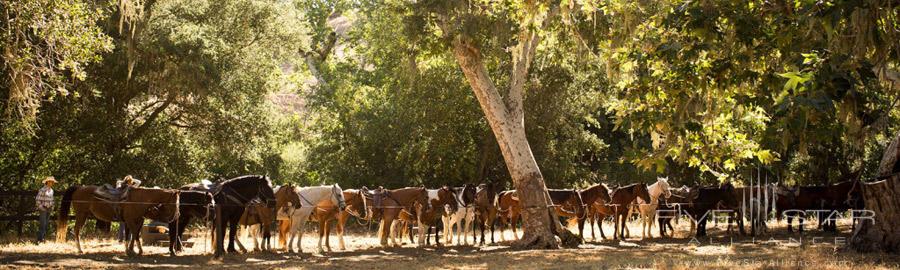 Horse Activity at Alisal Guest Ranch and Resort Solvang, CA