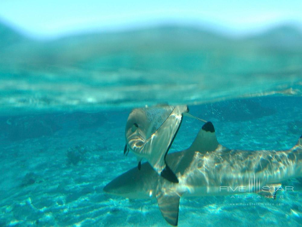 Underwater Adventures at Sofitel Bora Bora Marara, Bora Bora, French Polynesia