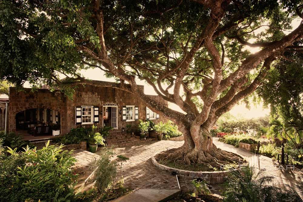 Tree and Greathouse at Montpelier Plantation Inn West Indies, St. Kitts and Nevis