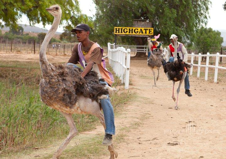 Fancourt Ostrich Tour