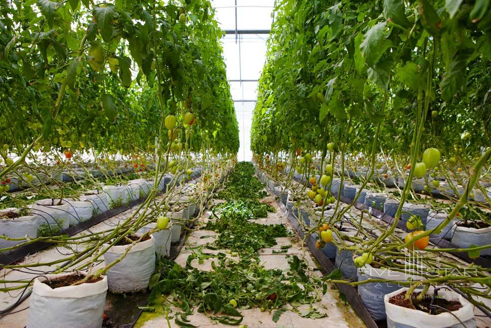 Greenhouse at El Dorado Royale Spa Resort