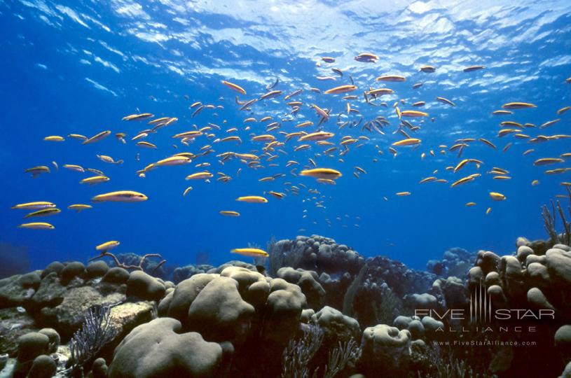 InterContinental Fiji Golf Resort and SpaAquarium