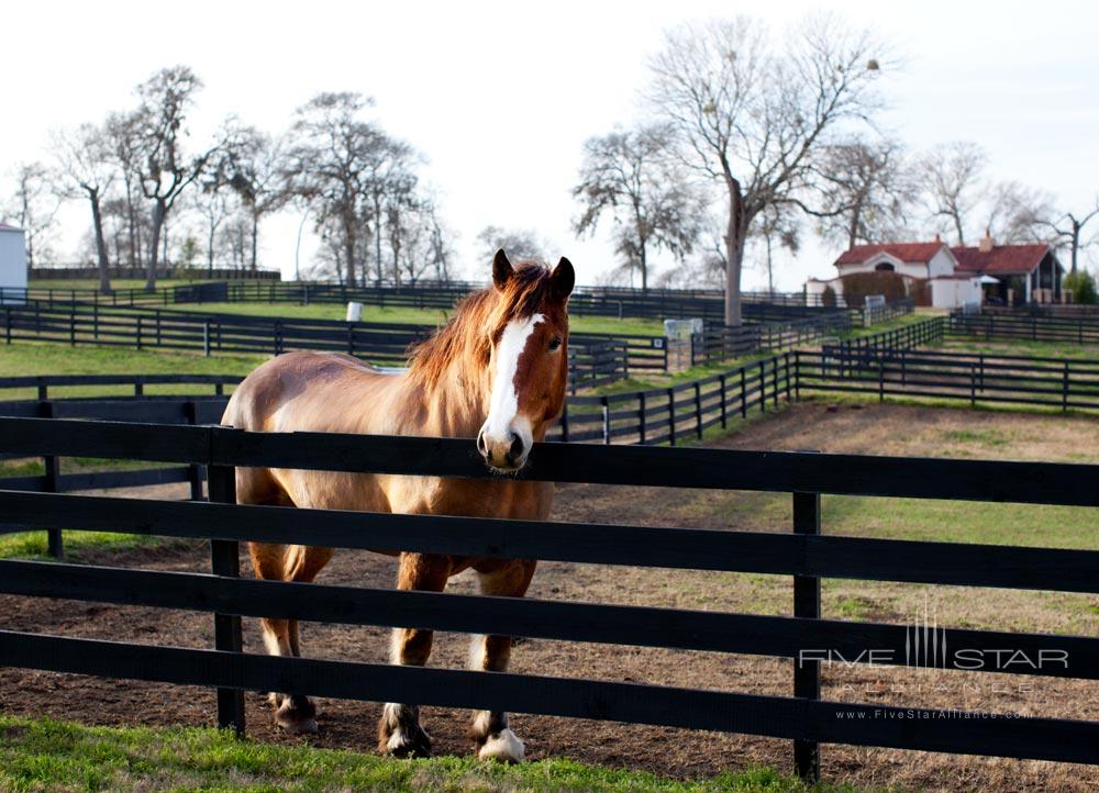 Horseback Riding at The Inn at Dos Brisas, Washington, TX