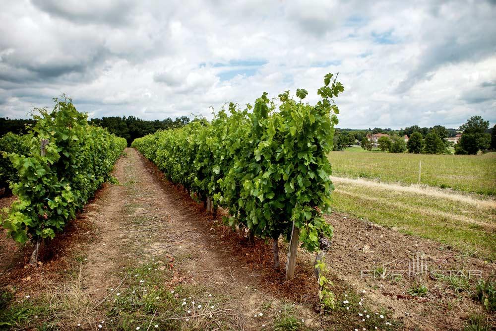 Vineyard at Chateau des Vigiers, Monestier-Dordogne, France