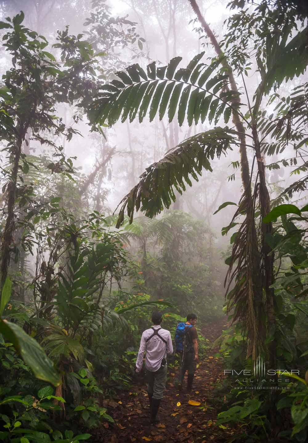 Walk through the jungle in The Choco Rainforest Mashpi Lodge, Ecuador