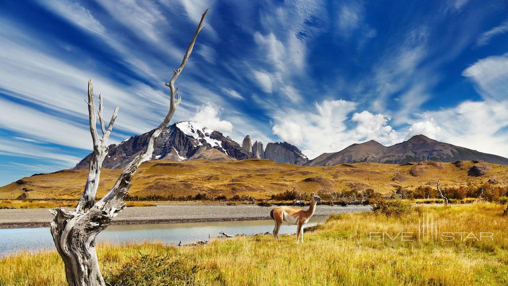 Wildlife at Awasi Patagonia