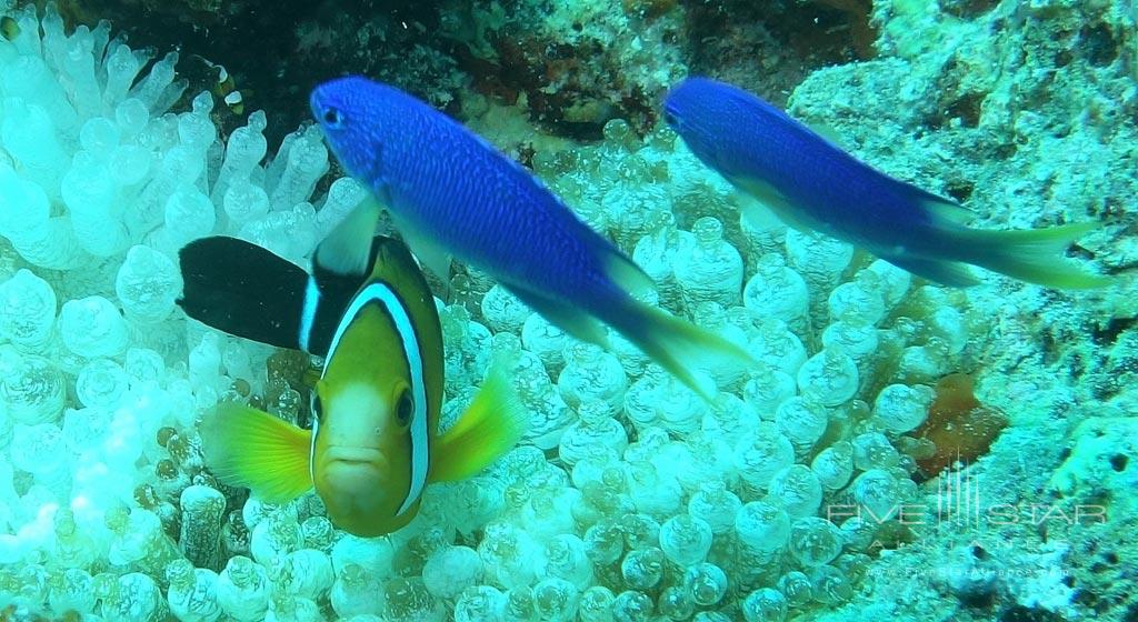 Snorkeling in the Lagoon at Boutique Resort Bikendrik Island, Bikendrik Island, Marshall Islands