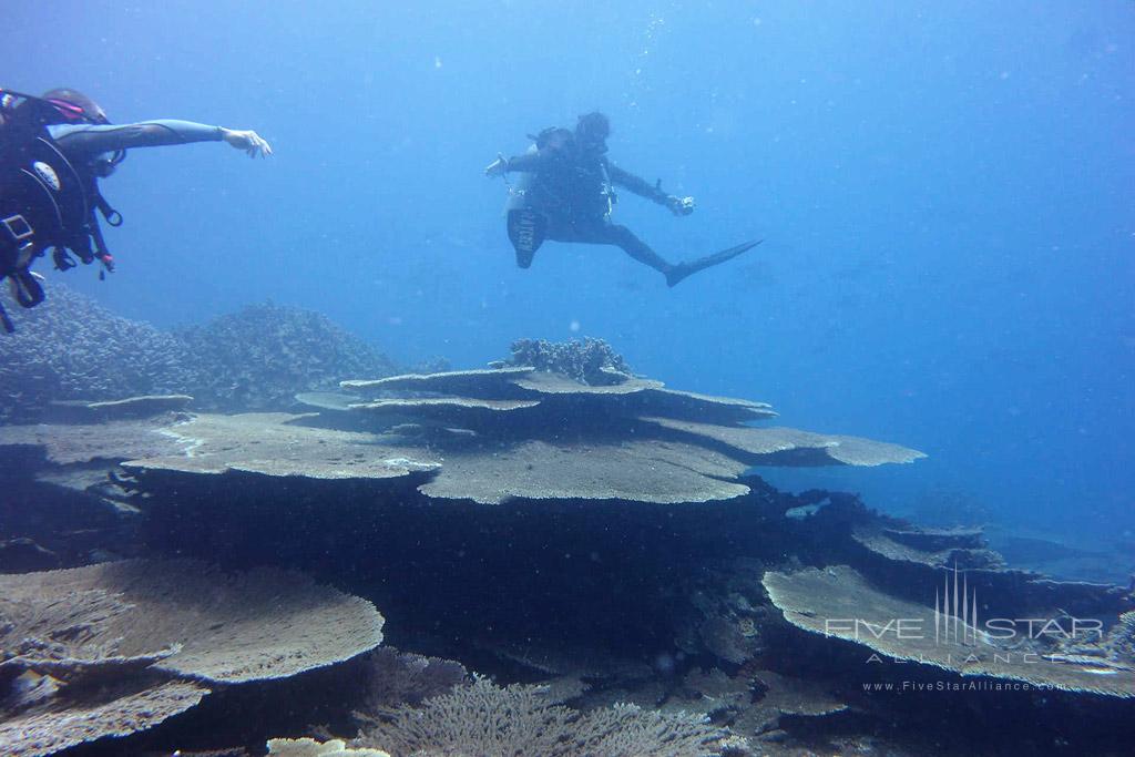 Diving Activities at Boutique Resort Bikendrik Island, Bikendrik Island, Marshall Islands