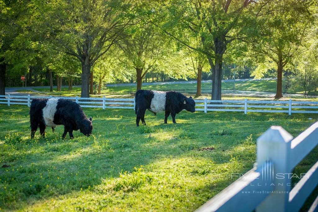 Belted Galloway Cows at The Fearrington House Inn, Pittsboro, NC