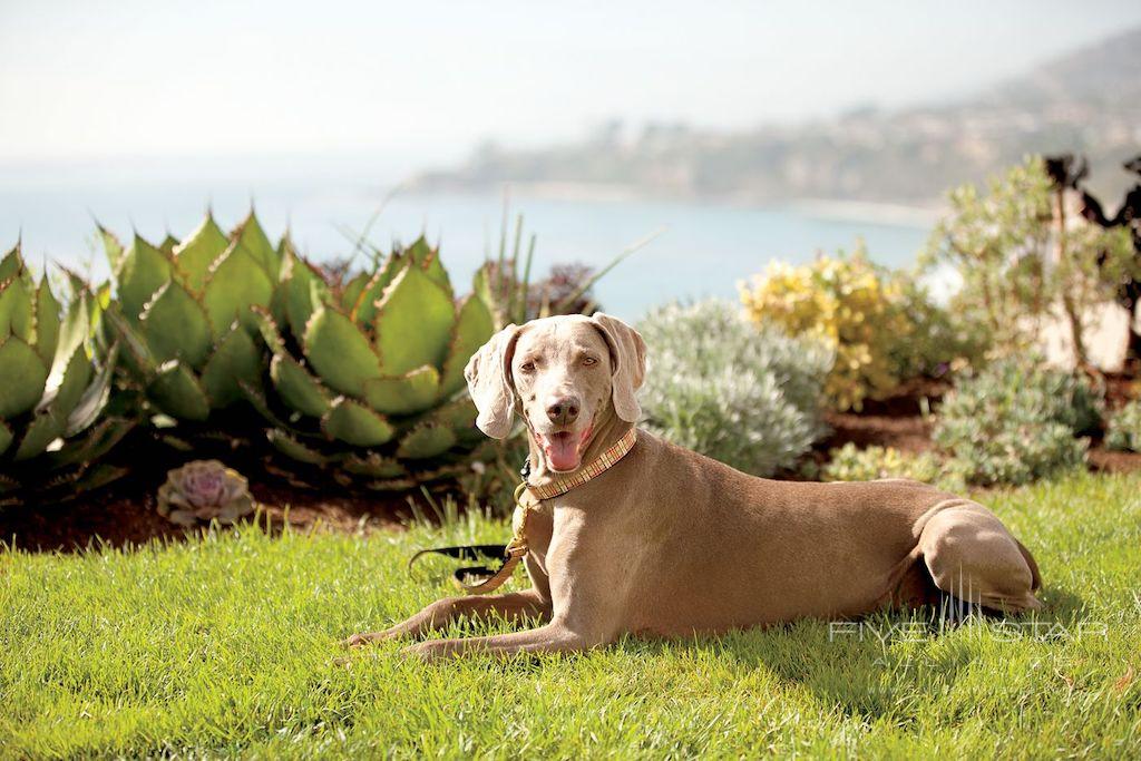 Yappy Hours at The Ritz-Carlton, Laguna Niguel