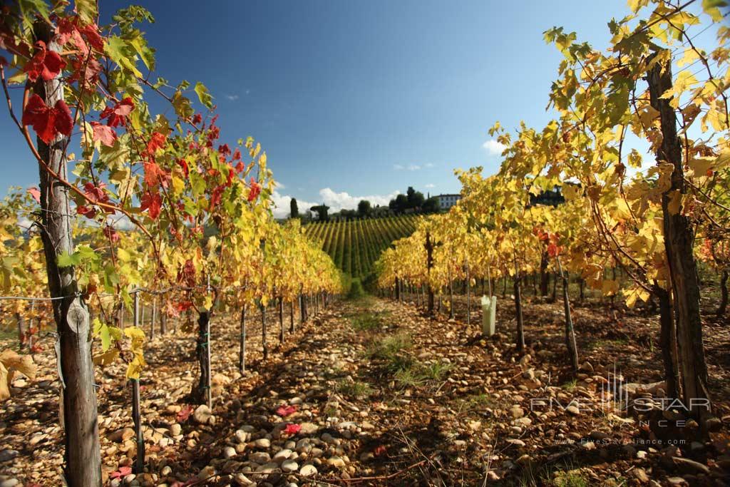 Autumn Vineyards at Villa Mangiacane, Florence, Italy