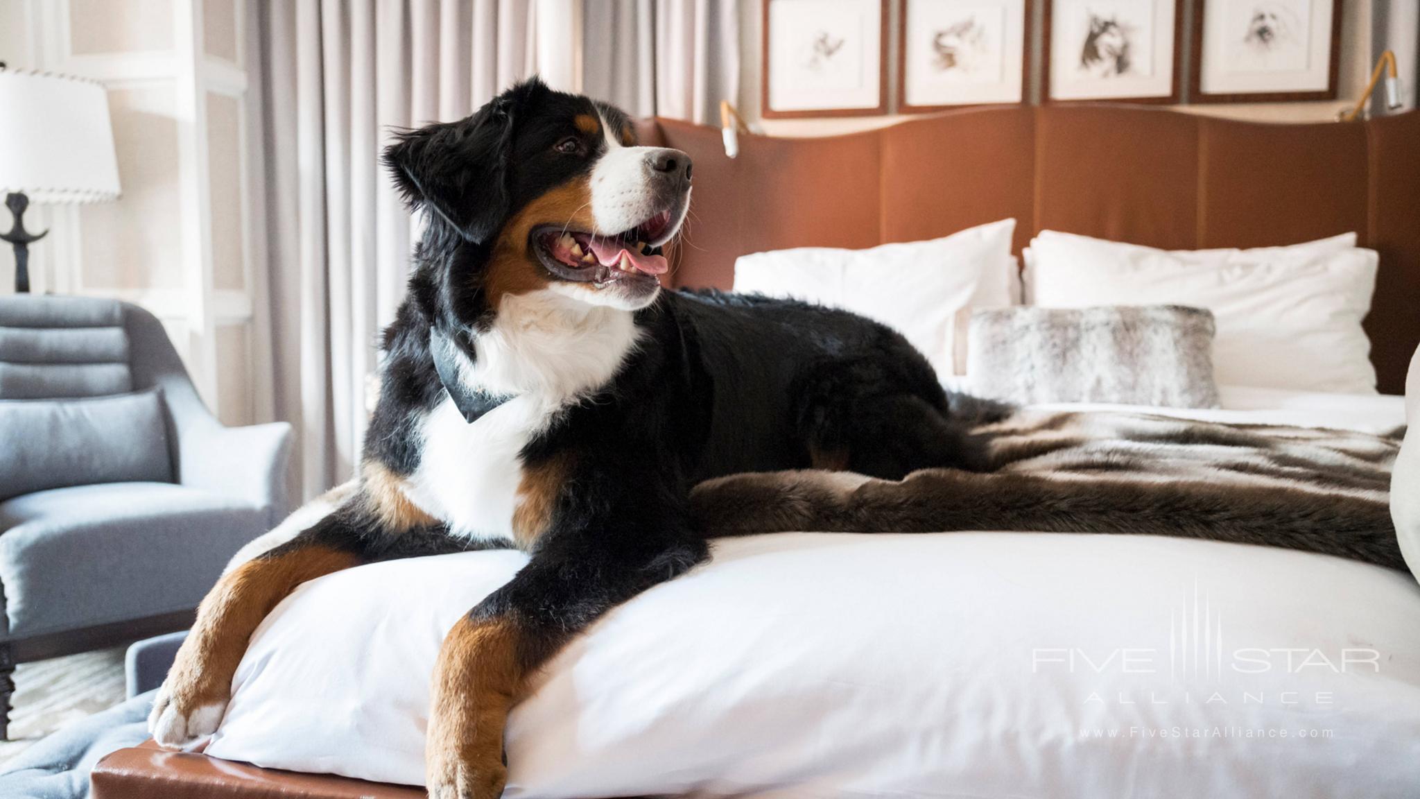 Bring your whole family! The St. Regis Aspen is pet friendly