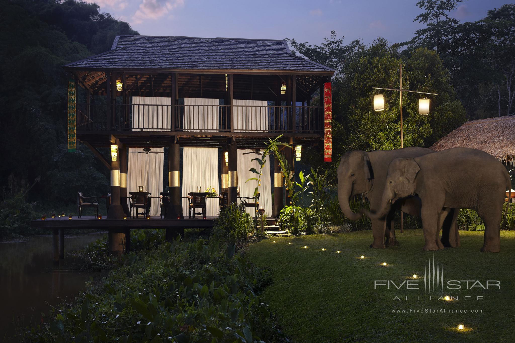 Elephants visiting a Rice Paddy Gala Dinner