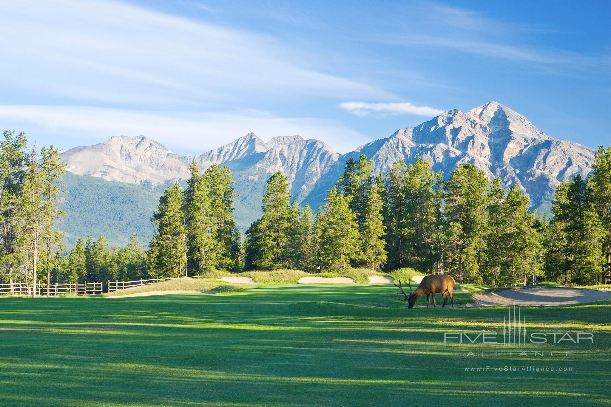 Elk on Golf Course