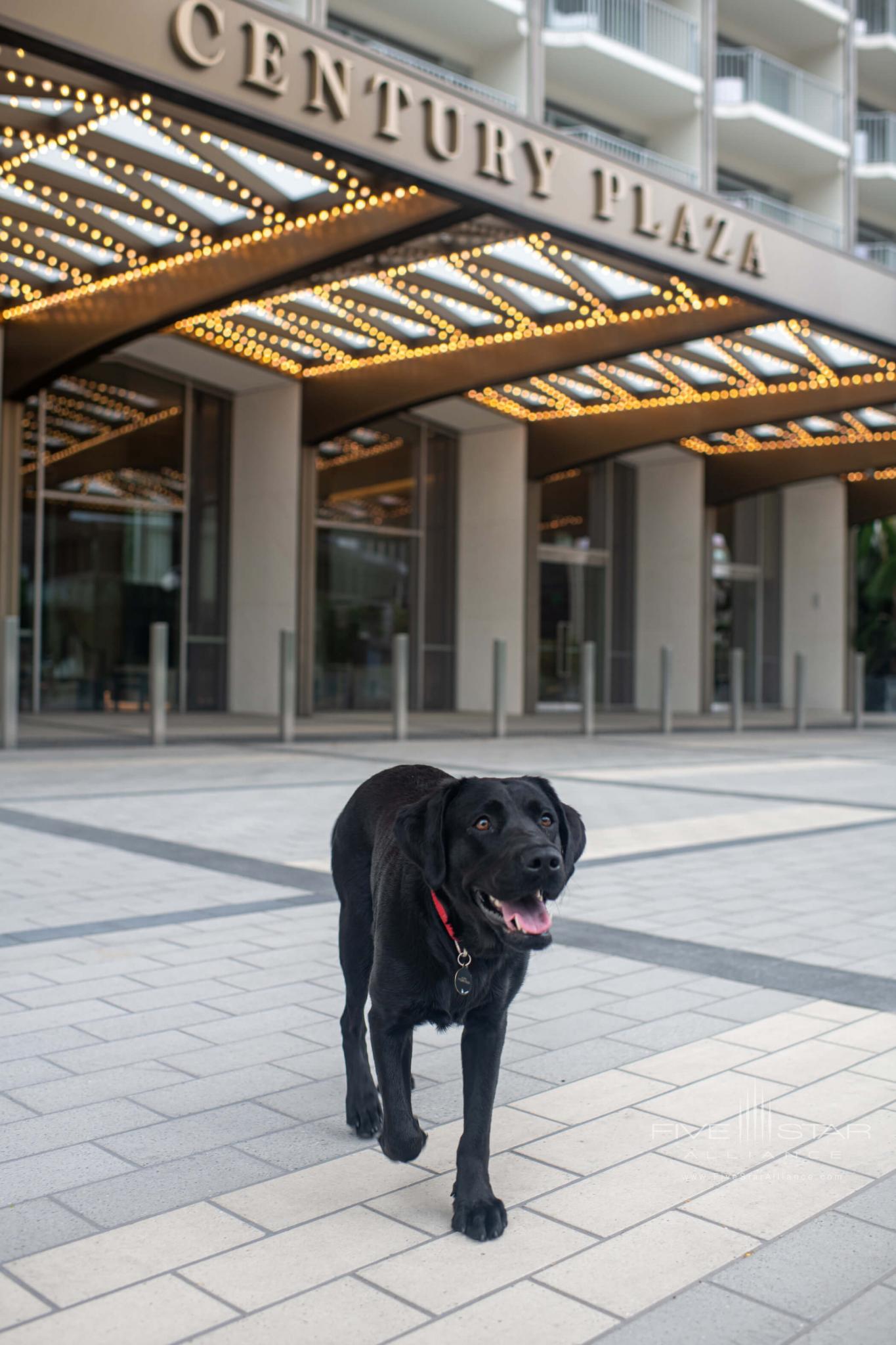 Canine Ambassador Laurel