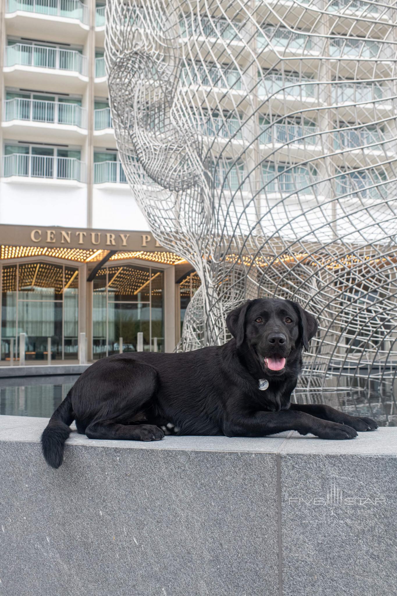 Canine Ambassador Laurel