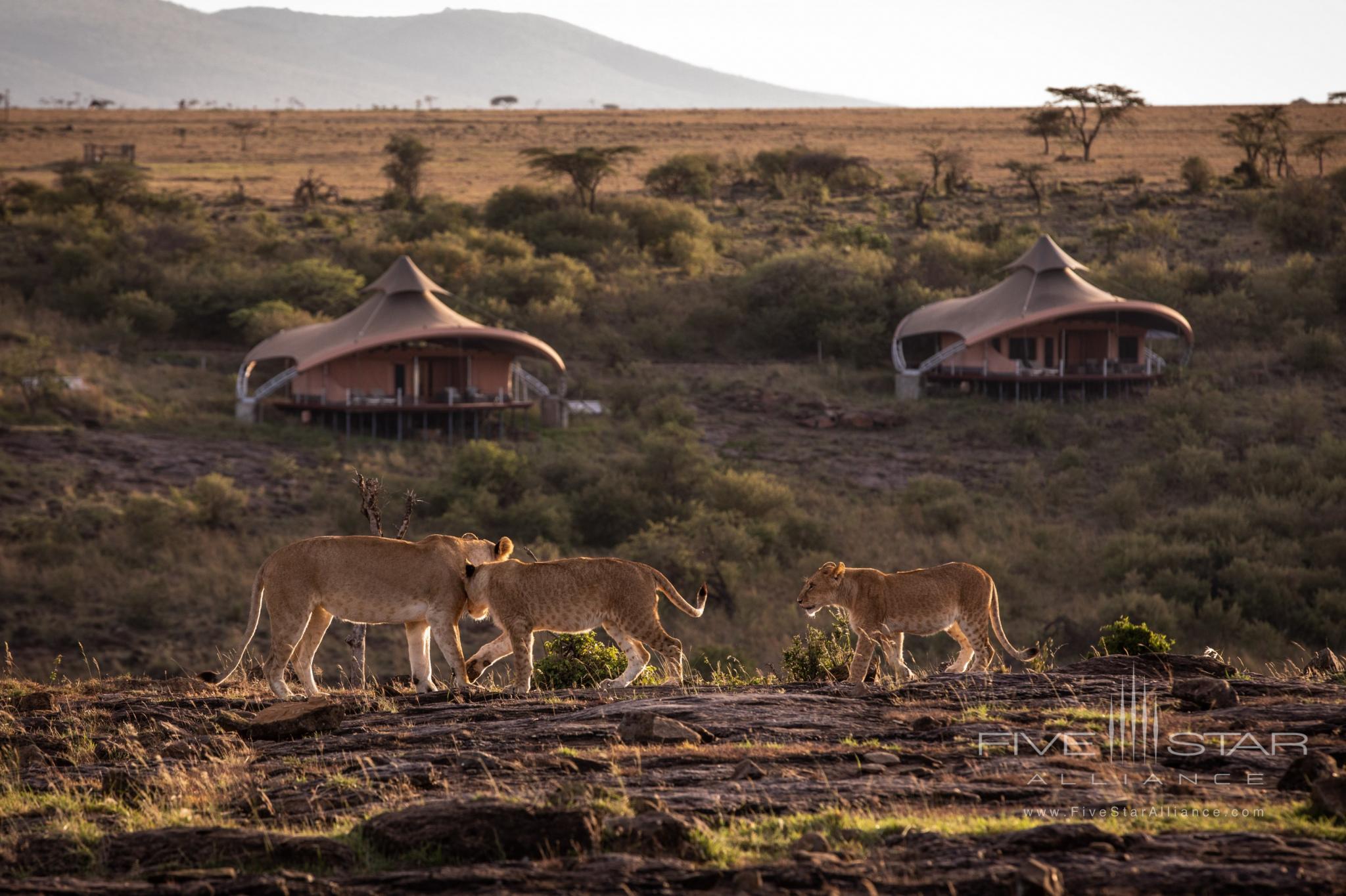 Mahali Mzuri Safari Camp