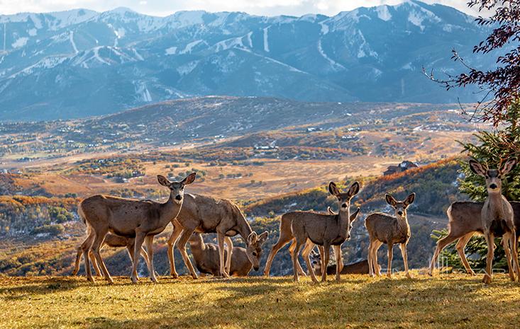 Goldener Hirsch Park City