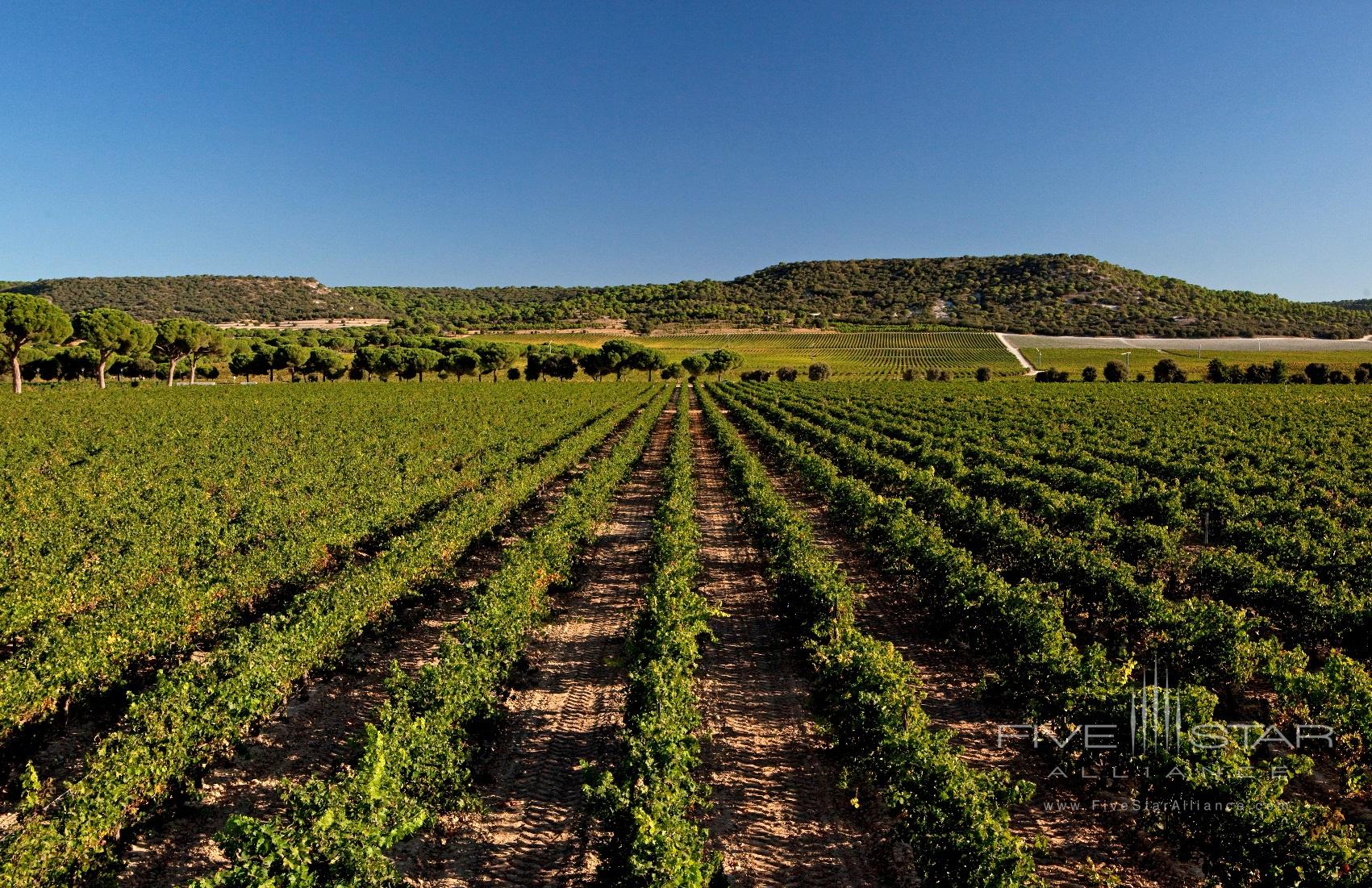 Abadia Retuerta LeDomaine