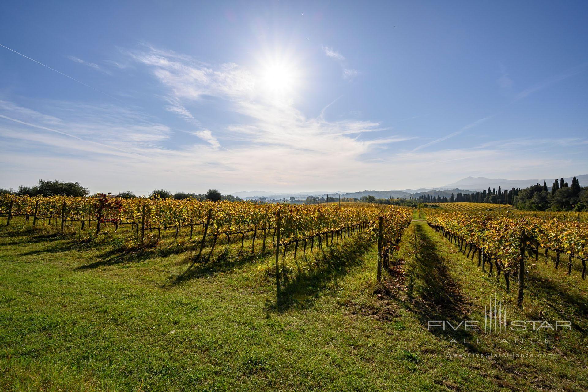 Precise Tale Poggio Alla Sala Vineyard
