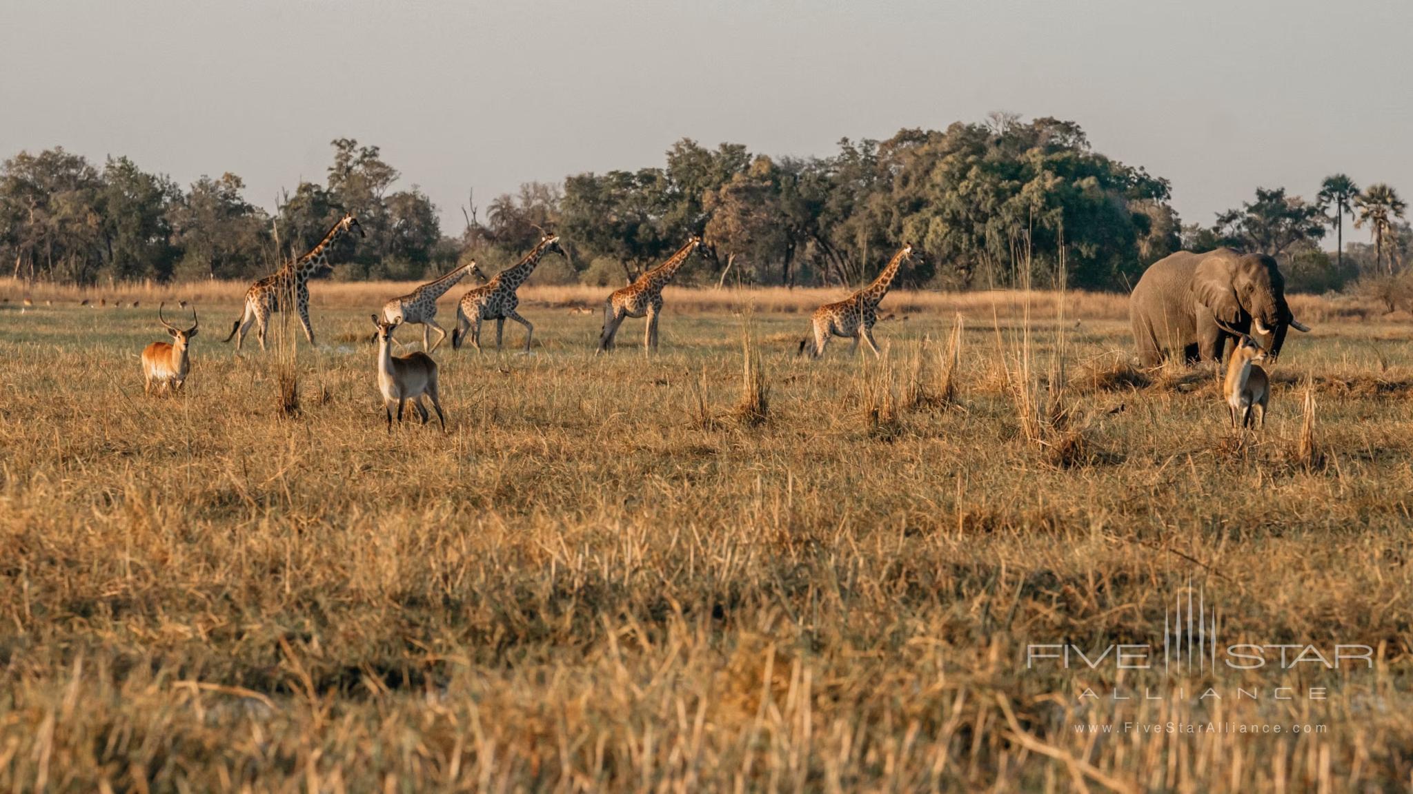 Belmond Safaris