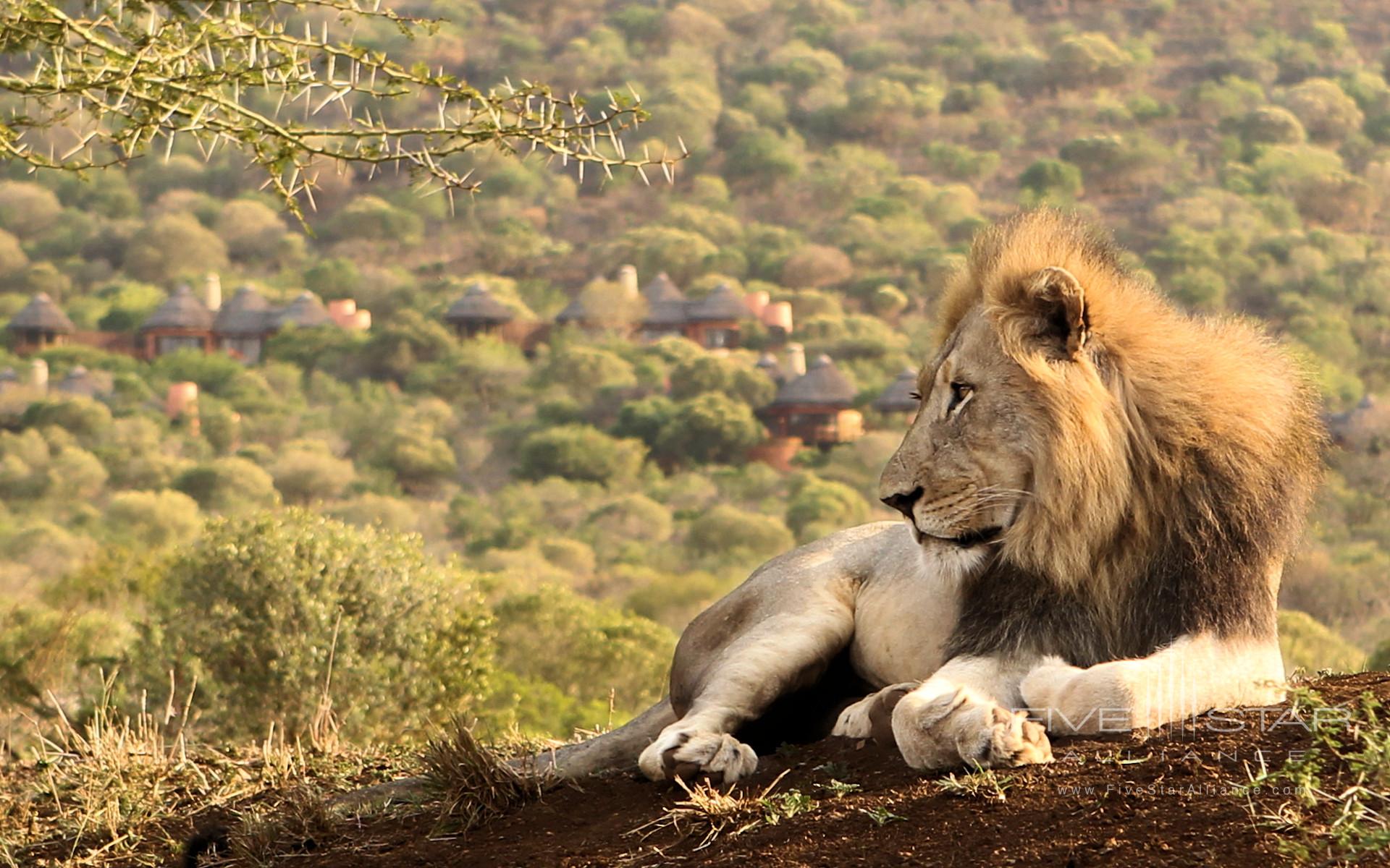 Thanda Private Game Reserve