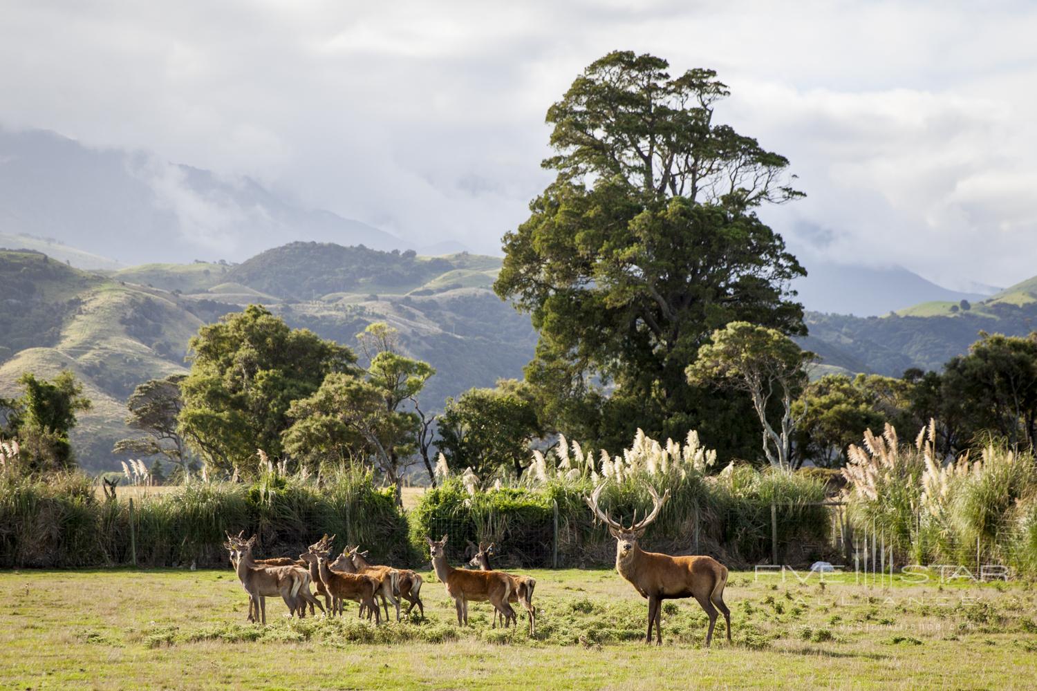 Hapuku Lodge and Tree Houses