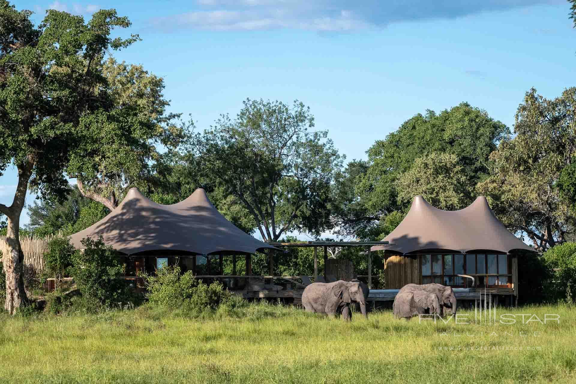 Wilderness Mombo Camp