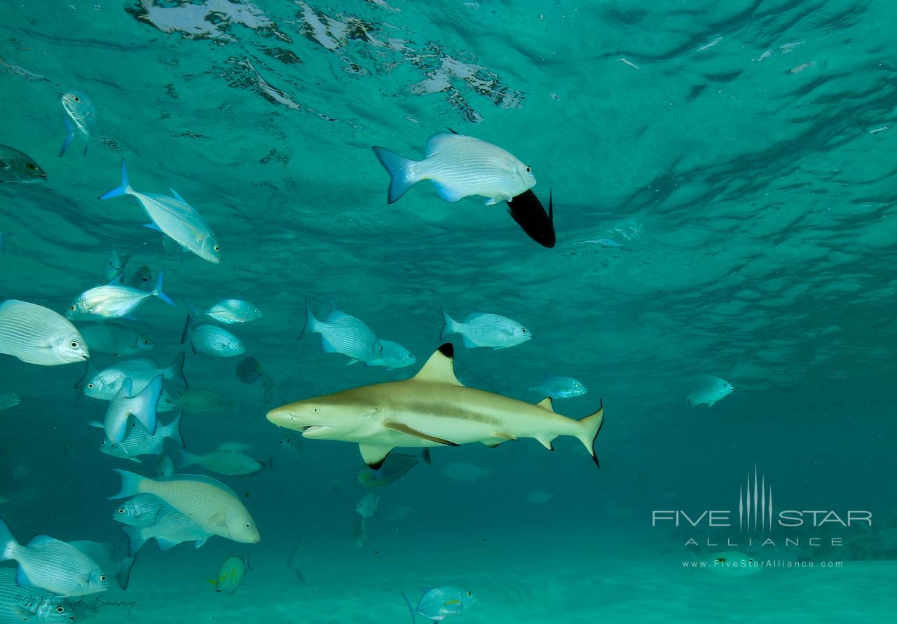 Amilla Maldives Resort and Residences