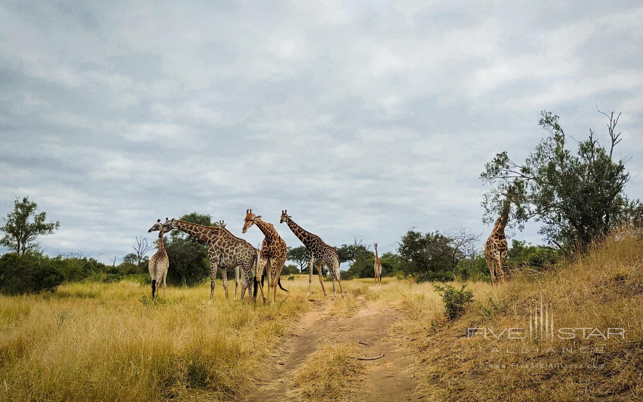 Londolozi Private Game Reserve Sabi Sands