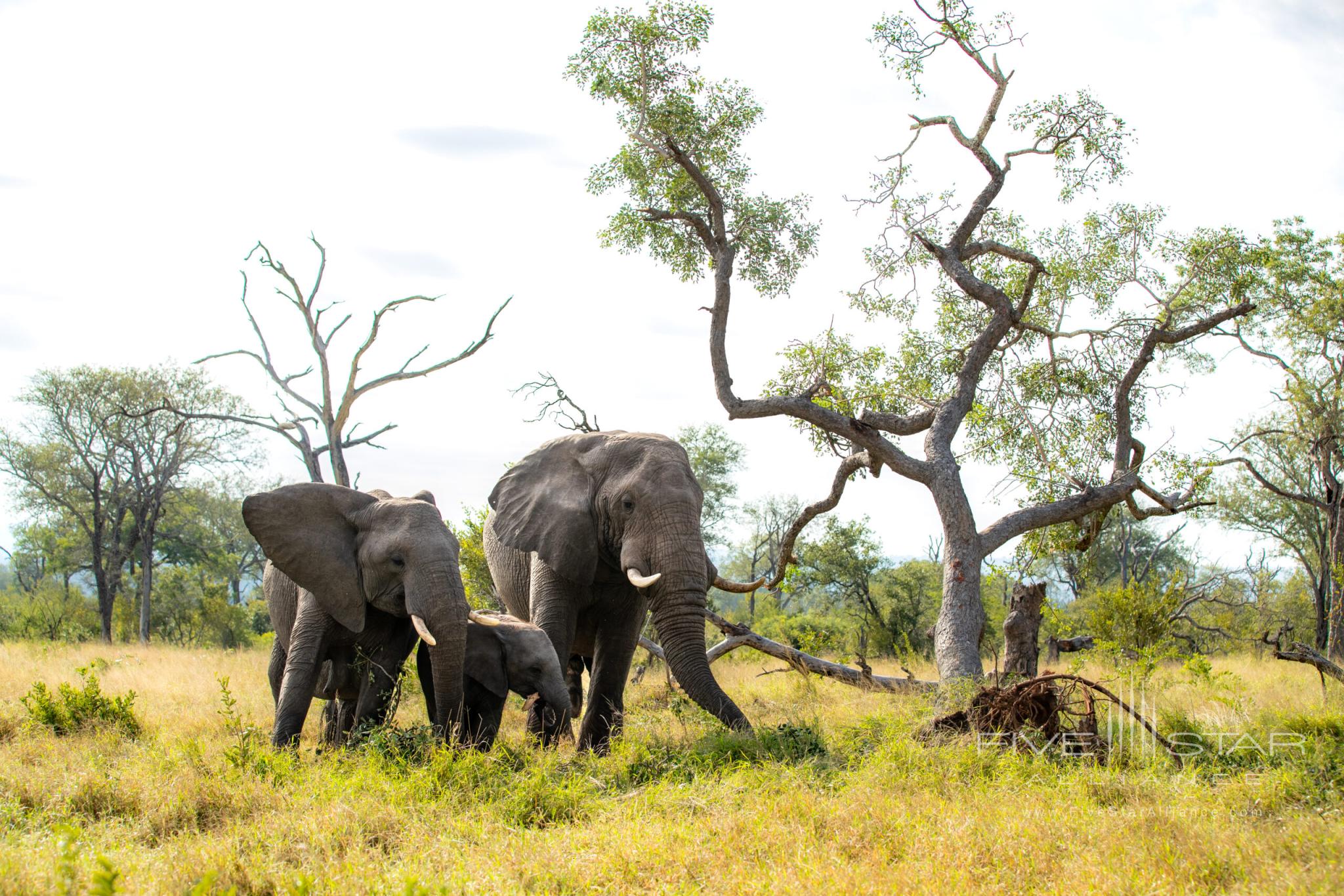 Londolozi Private Game Reserve Sabi Sands