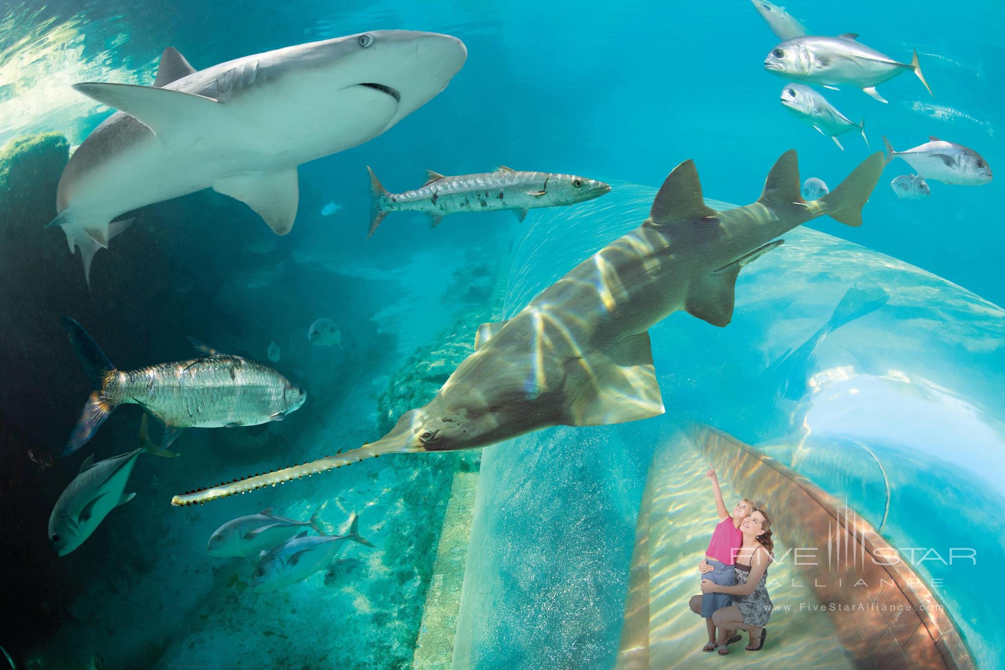 The Reef Atlantis