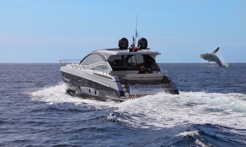 Sunset Whale Cruise at Las Ventanas al Paraiso