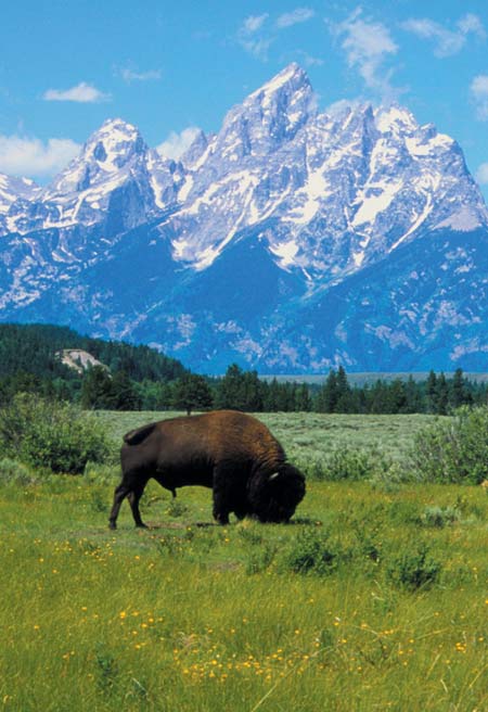 Rusty Parrot Lodge, Wyoming